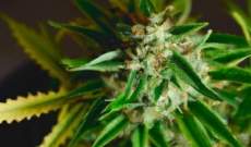 PGR's en Cannabis: Weed y PGR: Descubre TODO