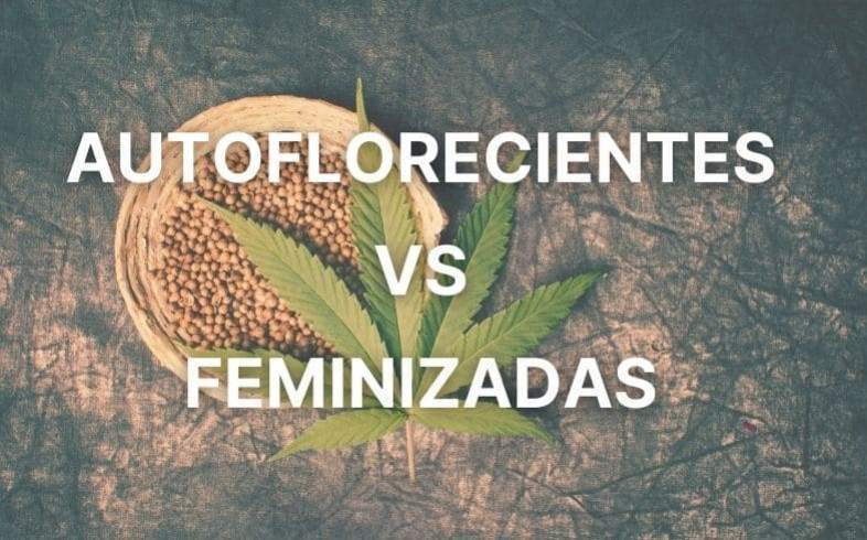 Autoflorecientes vs Feminizadas 【 Diferencias Importantes 】