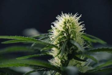 Anatomía de las plantas de cannabis: de las semillas a los cogollos -  Semillas de marihuana Autoflorecientes Fast Buds