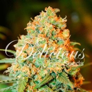 Comprar Kritischer Super Silver Haze