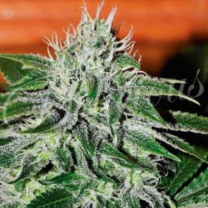 Critical Jack Herer Delicious Seeds