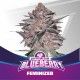 Blueberry BSF Seeds