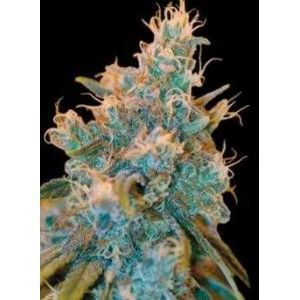 Comprar Chocolope Kush 6 Einheiten