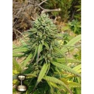 Comprar Kandy Kush Marihuanasamen