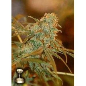 Comprar Lemon Skunk 6 Einheiten