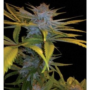 Comprar Exodus Kush 6 Samen