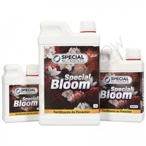 Comprar Special Bloom