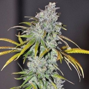 Comprar Blue Dream Haze – Die Cali-Verbindung