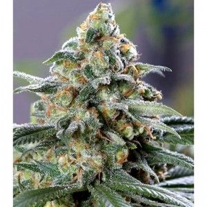 Comprar CBD OG – Die Cali-Verbindung