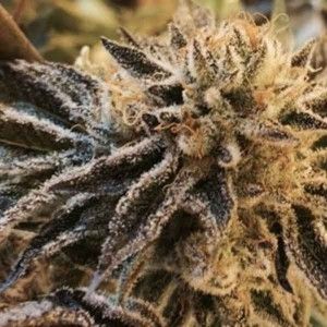 Comprar Corleone Kush – Die Cali-Verbindung