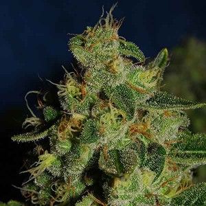 Comprar Green Crack – Die Cali-Verbindung