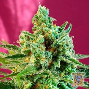 Comprar Süßes afghanisches köstliches CBD