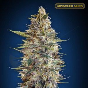 Comprar Bluediesel-Auto