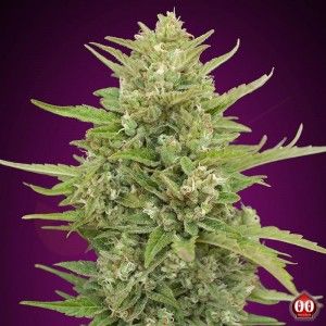 Comprar Auto Super Skunk 00 Samen