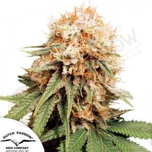 Comprar White Widow Dutch Passion