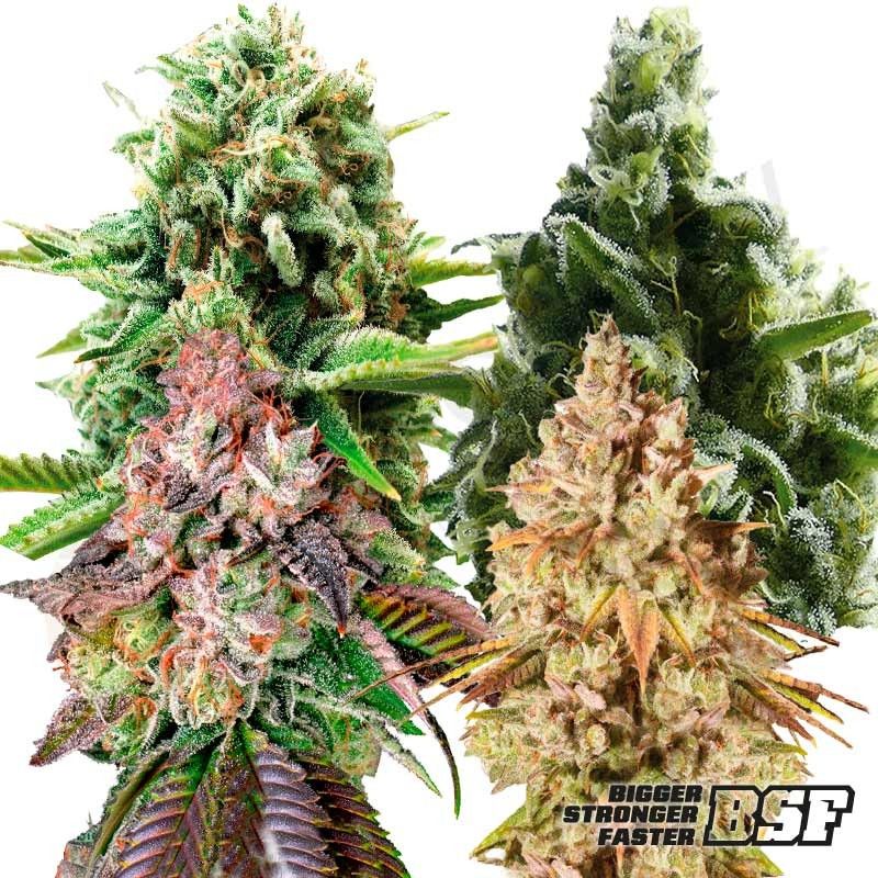 ▷ ¿Qué es y cómo fumar marihuana en bong? - BSF Seeds ES