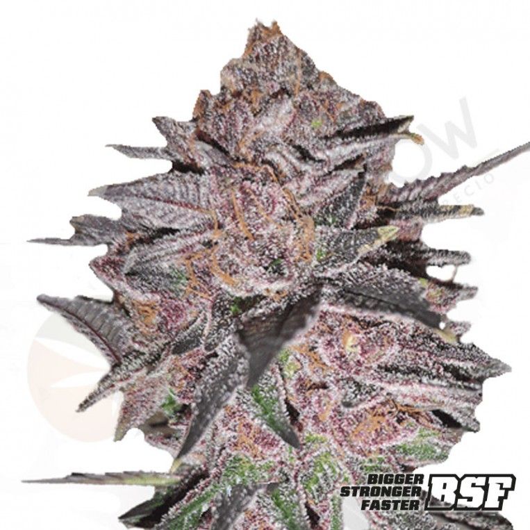 Blueberry  BSF Seeds