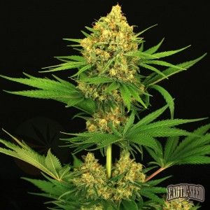 Comprar Tangerine Kush Marihuanasamen