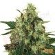 Medical Mass CBD