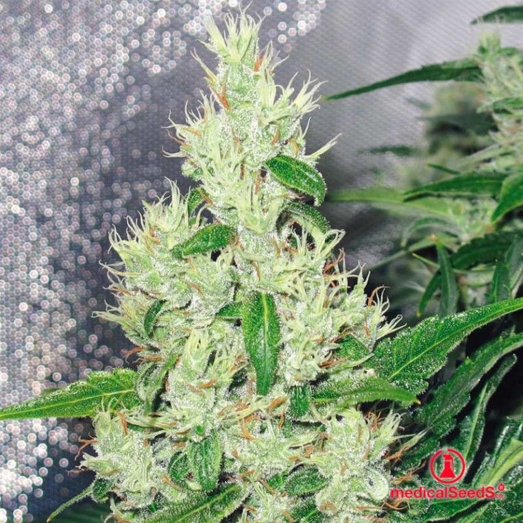 Y griega Medical Seeds