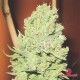 Channel + semillas Medical Seeds