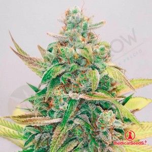 Comprar Erdbeerkuchen CBD