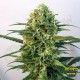 Toxic de Ripper Seeds