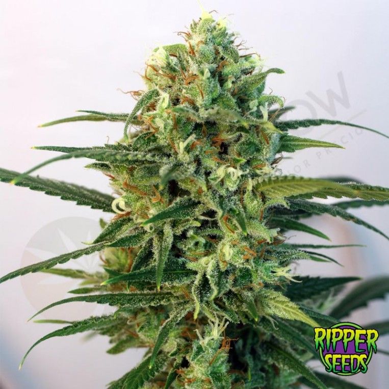 Toxic de Ripper Seeds