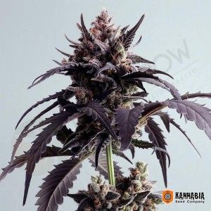 Comprar Ginger Punch Auto