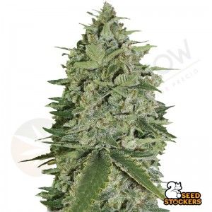 Comprar Super Skunk Auto Seedstockers