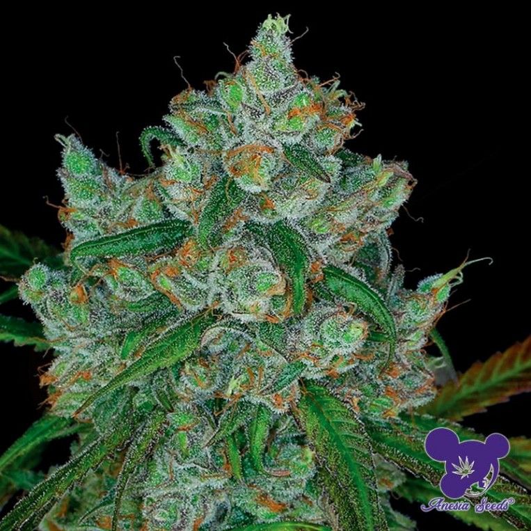 Bruce Banner