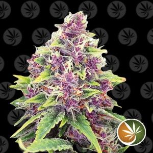 Comprar Blaubeer-CBD