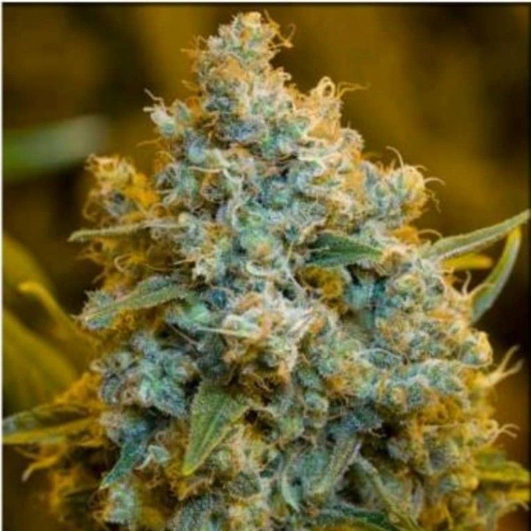 Critical Jack Silent Seeds