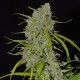 Auto Jack Herer Spanish Seeds