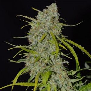 Comprar Auto Jack Spanish Seeds