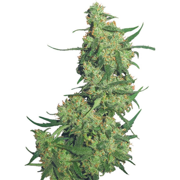 Nepal Kush The Flying Dutchmen