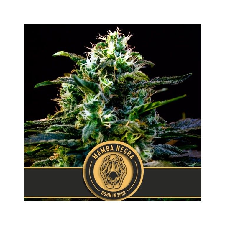 Black Mamba CBD