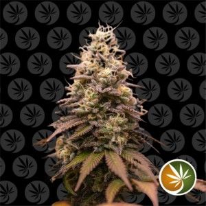 Comprar Moby Dick Auto