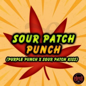 Comprar Sour Patch Punch