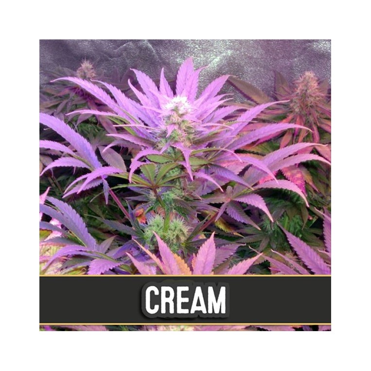 Auto-Creme