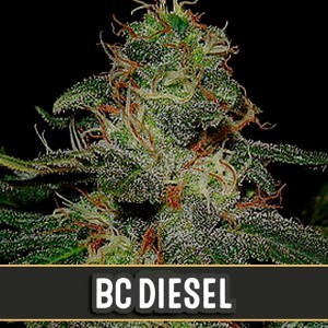 Comprar BC Diesel