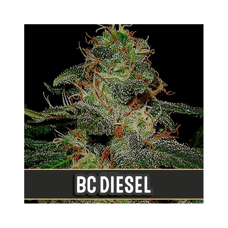 BC Diesel