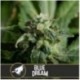 Blue Dream Blimburn-Samen