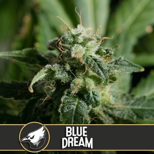 Comprar Blue Dream Blimburn Seeds