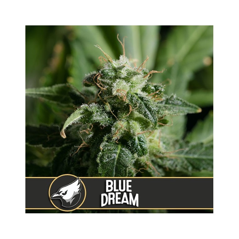 Blue Dream Blimburn Seeds