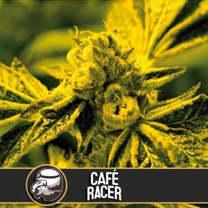 Comprar Café Racer
