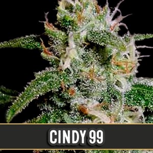 Comprar Cindy 99