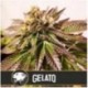 Gelato Blimburn Seeds