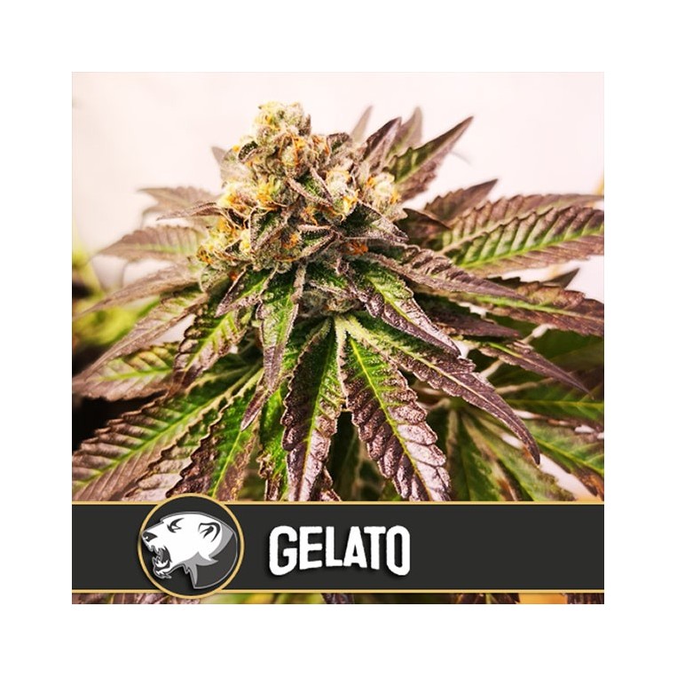 Gelato-Blimburn-Samen