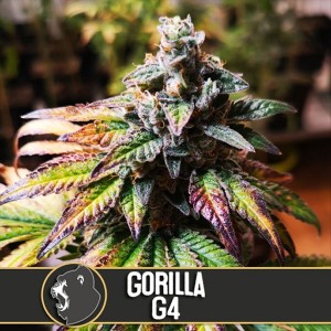 Comprar Gorilla G4 Blimburn Seeds